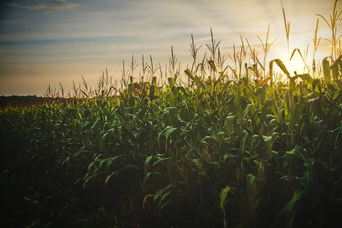 Turkey’s Agriculture Agenda and What to Expect