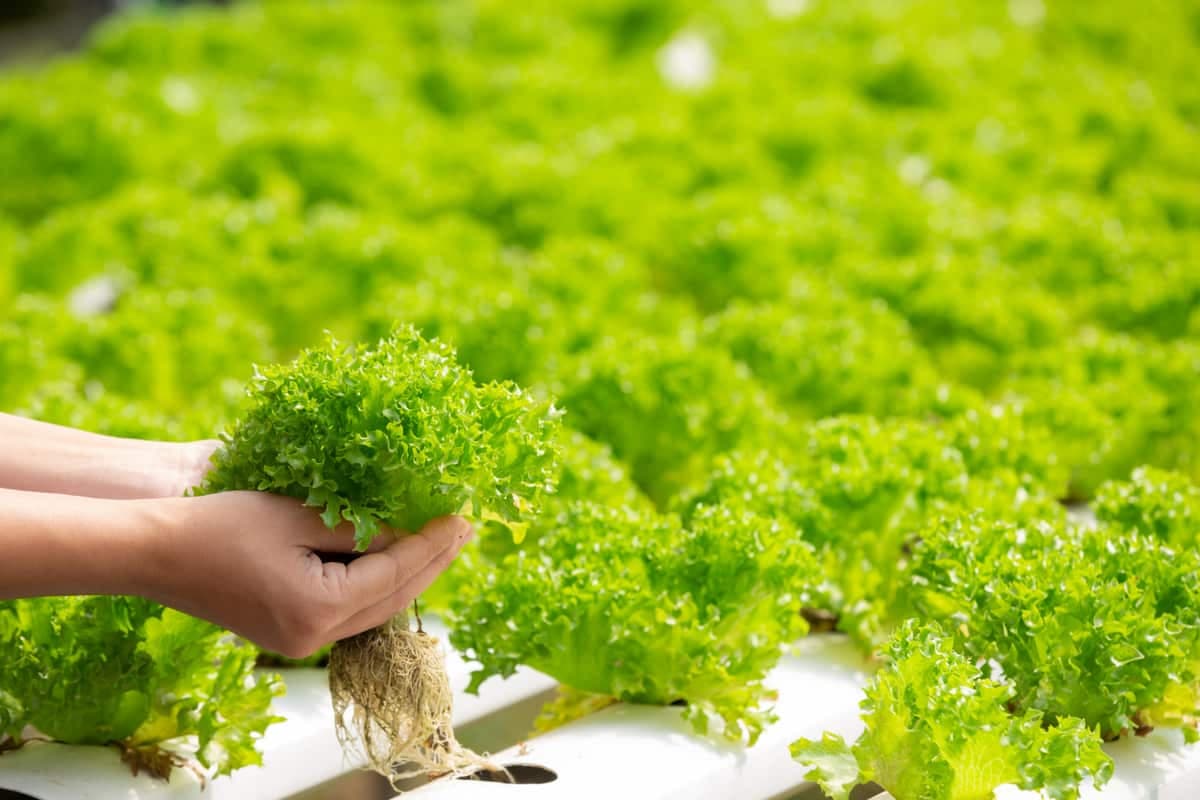 A New Era in Agriculture: Exploring the World of Hydroponics