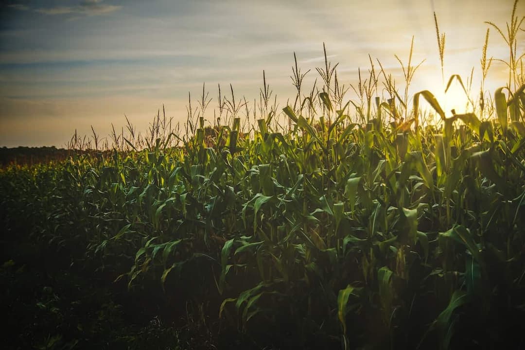 Discover the 2023 Trends in Agriculture