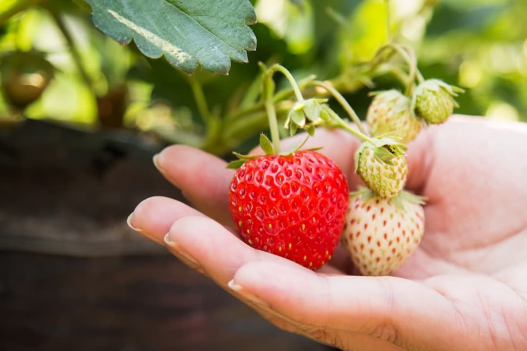 Strawberry Production in Greenhouses in Türkiye