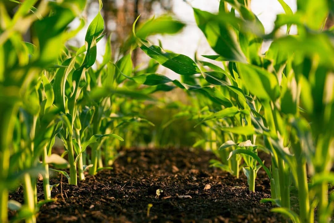 The Role of Technology in Modernizing Agricultural Export Strategies