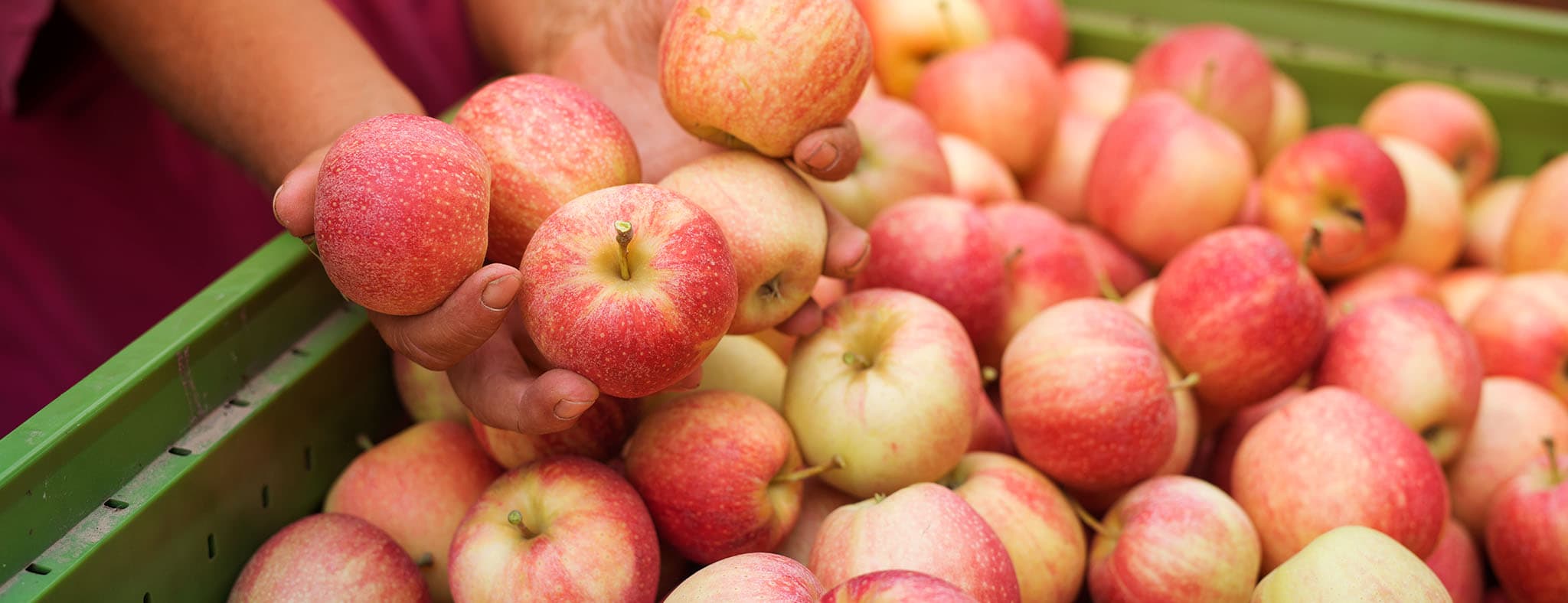 Wholesale apples in a crate